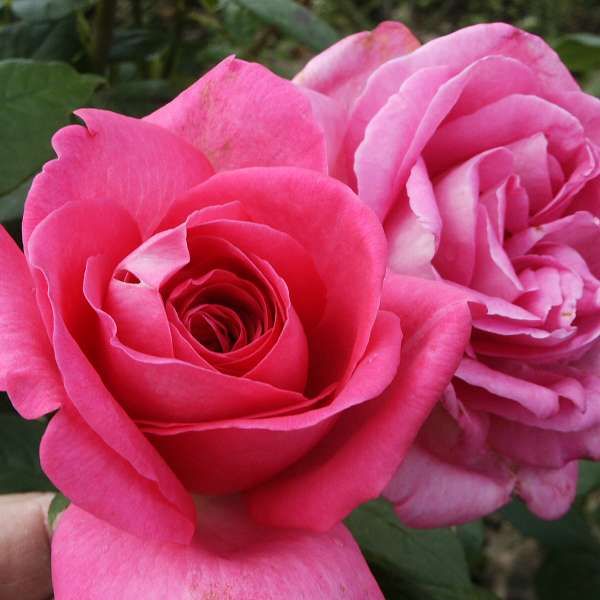 Lucia Nistler® Edelrose, magastörzsű tehaibrid rózsa