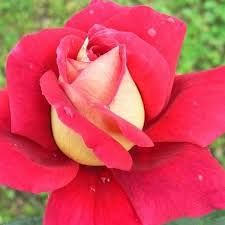 Kronenbourg magastörzsű teahibrid rózsa 