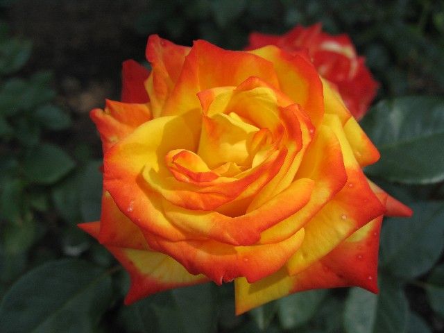 Samba - virágágyi floribunda rózsa
