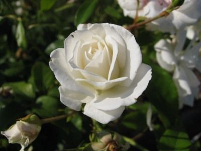 Bianca - magastörzsű teahibrid rózsa