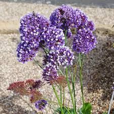 Limonium 'Purple Parachute' - sóvirág