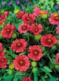 Gaillardia 'Arizona Red Shades' - Kokárdavirág Gaillardia 'Arizona Red Shades' - Kokárdavirág