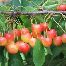 Papillon/Pillangó cseresznye, szabadgyökeres cseresznye