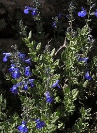 Salvia lycioides - kanyon zsálya