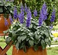 Salvia 'Mystic Blue' - zsálya