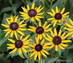Rudbeckia fulgida 'Little Goldstar' - kúpvirág Rudbeckia fulgida 'Little Goldstar' - kúpvirág