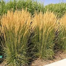 Calamagrostis x acutiflora 'Carl Foerster' - nádtippan Calamagrostis x acutiflora 'Carl Foerster' - nádtippan