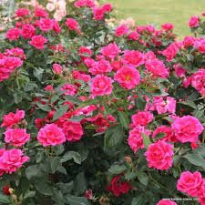 Rosa hybrida 'Gartenfreund' - sárga talajtakaró rózsa