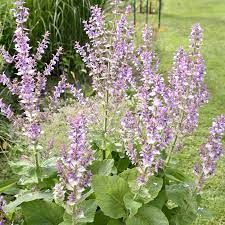Salvia sclarea - Muskotályzsálya