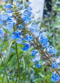Salvia uliginosa - mocsári zsálya Salvia uliginosa - mocsári zsálya