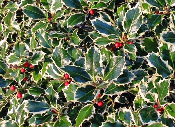 Ilex aquifolium ‘Argentea Marginata’ – tarkalevelű magyal