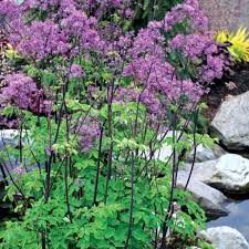 Thalictrum 'Black Stockings' - borkoró Thalictrum 'Black Stockings' - borkoró