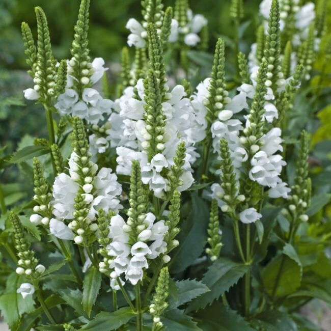 Physostegia virginiana 'Snow Dragon' - Füzérajak Physostegia virginiana 'Snow Dragon' - Füzérajak