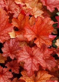 Heuchera ' Paprika' - Tűzeső