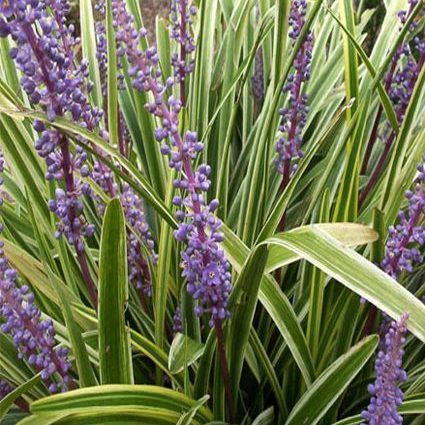 Liriope muscari ‘Money Marker’- gyöngyikés gyepliliom