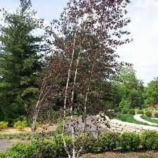 Betula pendula 'Royal Frost' - lila levelű nyírfa