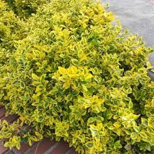  Euonymus japonicus ‘Marieke’ - japán kecskerágó