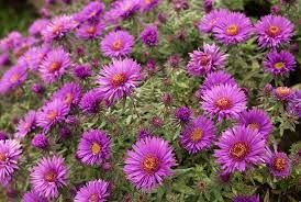 Aster novae-angliae 'Vibrant Dome' - mirigyes őszirózsa Aster novae-angliae 'Vibrant Dome' - mirigyes őszirózsa