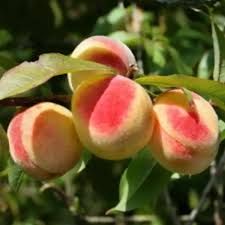 Meystar fehérhúsú őszibarack, szabadgyökeres oltvány