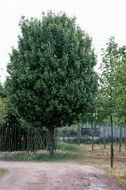 Acer campestre ' Lienco' - oszlopos mezei juhar