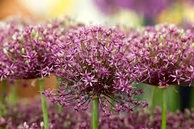 Allium ‘Miami’ – nagyvirágú díszhagyma