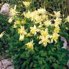 Aquilegia 'MIX' - harangláb Aquilegia 'MIX' - harangláb
