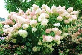 Hydrangea paniculata 'Phantom'- Bugás hortenzia, K10