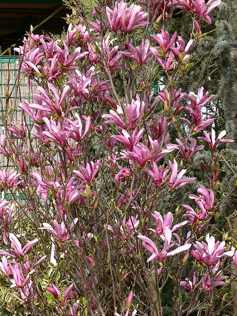 Magnolia 'Susan' - Liliomfa, K2