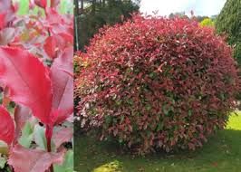 Photinia ' Magical Volcano' - mkorallberkenye, K10 Photinia ' Magical Volcano' - mkorallberkenye, K10