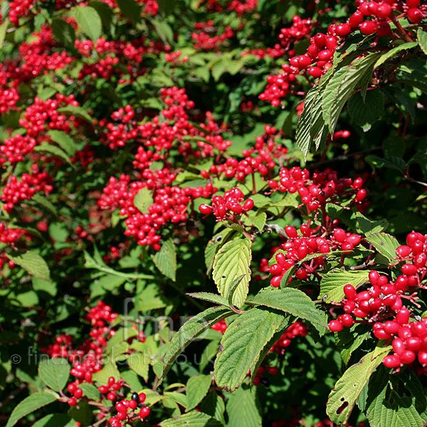 Viburnum plicatum 'Pink Beauty' -Redős levelű bangita Viburnum plicatum 'Pink Beauty' -Redős levelű bangita