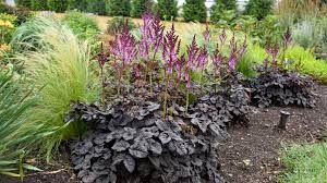 Astilbe 'Dark Side of the Moon'- Kerti tollbuga Astilbe 'Dark Side of the Moon'- Kerti tollbuga