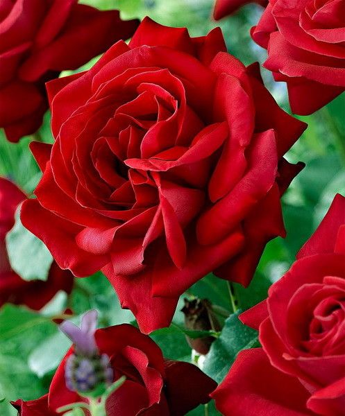 Dame de Cour- magastörzsű teahibrid rózsa