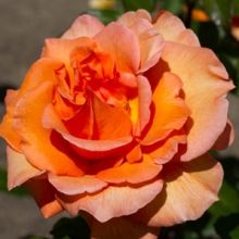 Dorys Thysterman - teahibrid rózsa