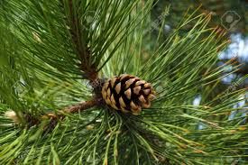 Pinus nigra - feketefenyő