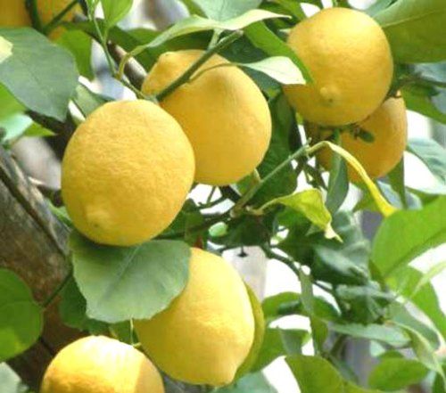 Citrus limonum - citromfa