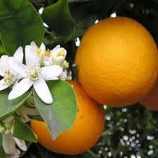 Citrus sinensis arancio -édes narancs