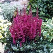 Astilbe chinensis ' Vision in red' - kÍnai tollbuga