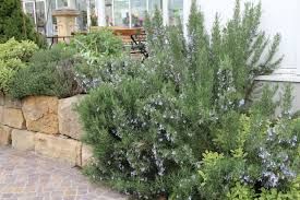 Rosmarinus officinalis 'Arp' - rozmaring Rosmarinus officinalis 'Arp' - rozmaring