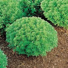 Ocimum basilicum 'Minette' - görög bazsalikom