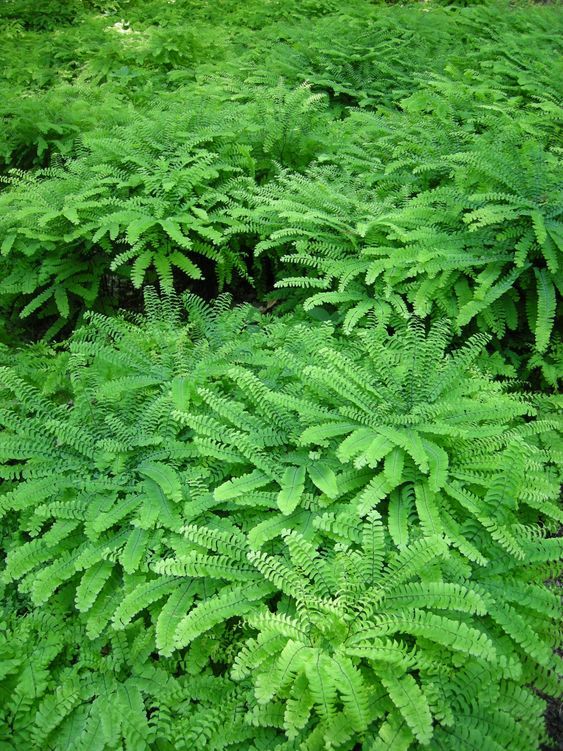 Adiantum pedatum- Vénuszhaj 