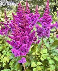 Astilbe chinensis 'Vision in Red' - Kínai tollbuga 