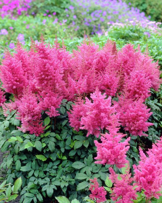Astilbe x arendsii 'Brautschleier' - Kerti tollbuga Astilbe x arendsii 'Brautschleier' - Kerti tollbuga