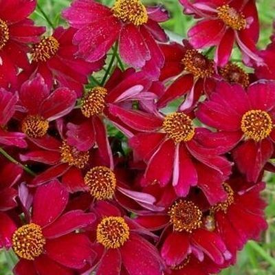 Coreopsis ' Ruby Red' - Menyecskeszem