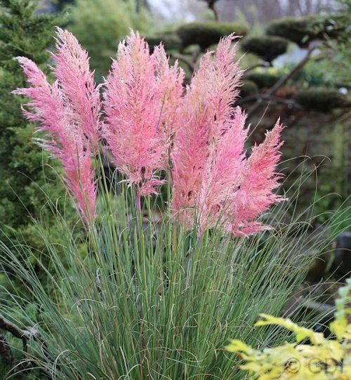 Cortaderia selloana 'Pink Feather' - Pampafű 