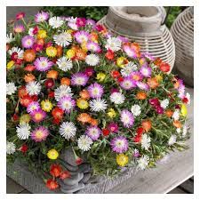 Delosperma 'Jewel of Desert' - Délvirág 