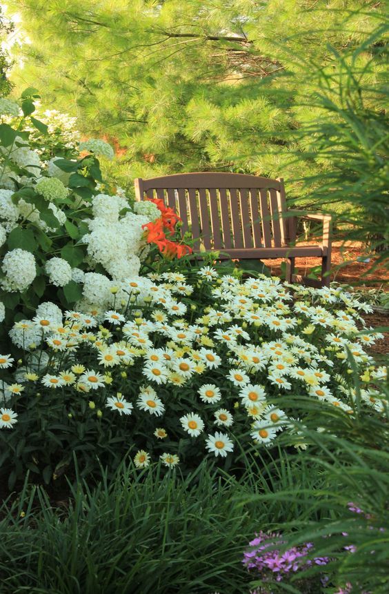 Leucanthemum x superbum 'Banana Cream' - Kerti margaréta Leucanthemum x superbum 'Banana Cream' - Kerti margaréta