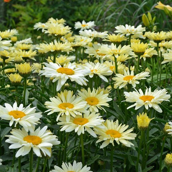 Leucanthemum x superbum 'Banana Cream' - Kerti margaréta Leucanthemum x superbum 'Banana Cream' - Kerti margaréta