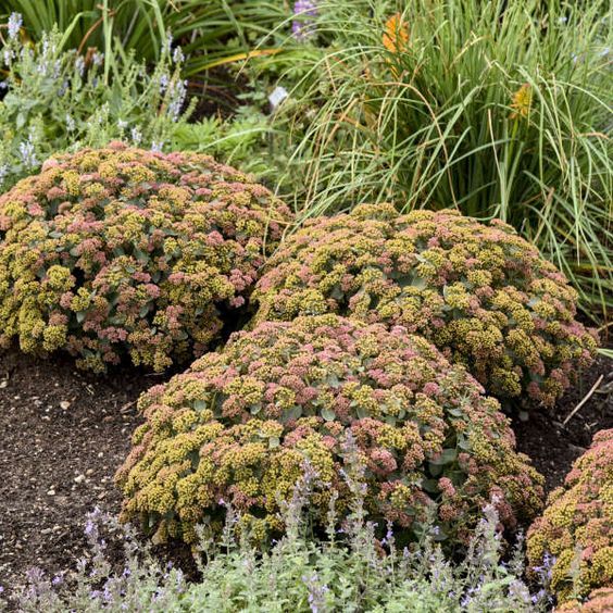 Sedum 'Coraljade' - Varjúháj 