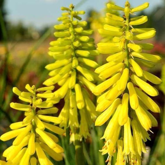 Kniphofia 'Lemon Popsicle' - Fáklyaliliom Kniphofia 'Lemon Popsicle' - Fáklyaliliom
