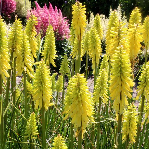 Kniphofia 'Lemon Popsicle' - Fáklyaliliom Kniphofia 'Lemon Popsicle' - Fáklyaliliom